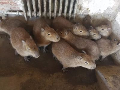 這個春節，天津口岸動物飼養區“人勤牛馬歡”