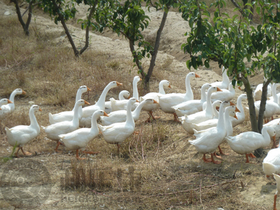 【獨家】有機韓國新高梨 和樂康威海基地直供的純凈之選